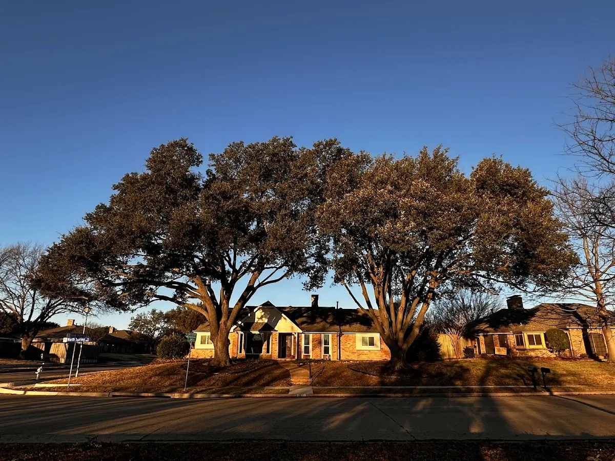 Established residential canopy tree shading a home in Speonk